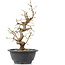 Carpinus coreana, 26 cm, ± 12 anni