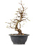 Carpinus coreana, 26 cm, ± 12 anni