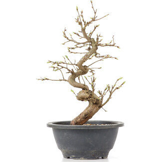 Carpinus coreana, 26 cm, ± 12 jaar oud