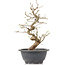 Carpinus coreana, 26 cm, ± 12 jaar oud