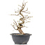 Carpinus coreana, 26 cm, ± 12 jaar oud