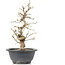 Carpinus coreana, 26 cm, ± 12 jaar oud