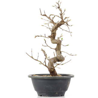 Carpinus coreana, 27 cm, ± 12 anni