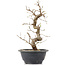 Carpinus coreana, 27 cm, ± 12 Jahre alt