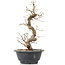 Carpinus coreana, 27 cm, ± 12 Jahre alt