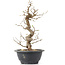 Carpinus coreana, 27 cm, ± 12 Jahre alt