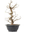 Carpinus coreana, 27 cm, ± 12 jaar oud