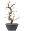 Carpinus coreana, 27 cm, ± 12 Jahre alt