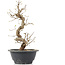 Carpinus coreana, 27 cm, ± 12 Jahre alt