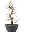 Carpinus coreana, 27 cm, ± 12 Jahre alt