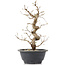 Carpinus coreana, 27 cm, ± 12 Jahre alt