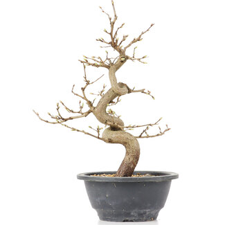 Carpinus coreana, 27,5 cm, ± 12 anni