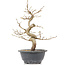 Carpinus coreana, 27,5 cm, ± 12 anni