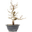 Carpinus coreana, 27,5 cm, ± 12 anni