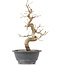 Carpinus coreana, 27,5 cm, ± 12 anni