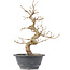 Carpinus coreana, 27,5 cm, ± 12 anni