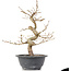 Carpinus coreana, 27,5 cm, ± 12 anni