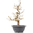 Carpinus coreana, 27,5 cm, ± 12 anni