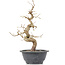 Carpinus coreana, 27,5 cm, ± 12 anni