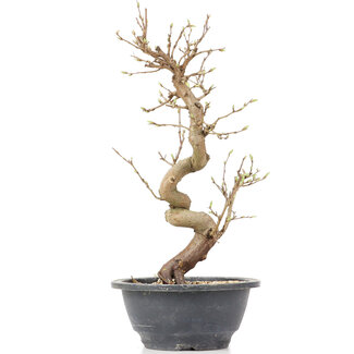 Carpinus coreana, 30,5 cm, ± 12 years old