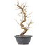 Carpinus coreana, 30,5 cm, ± 12 jaar oud