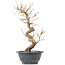 Carpinus coreana, 30,5 cm, ± 12 anni