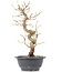 Carpinus coreana, 30,5 cm, ± 12 Jahre alt