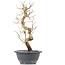 Carpinus coreana, 30,5 cm, ± 12 Jahre alt