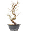 Carpinus coreana, 30,5 cm, ± 12 anni