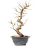 Carpinus coreana, 30,5 cm, ± 12 jaar oud