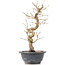 Carpinus coreana, 30,5 cm, ± 12 jaar oud