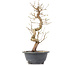 Carpinus coreana, 30,5 cm, ± 12 jaar oud