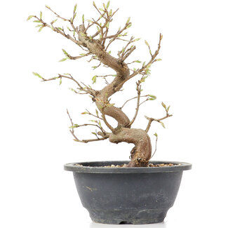 Carpinus coreana, 23 cm, ± 12 anni