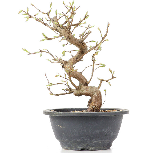 Carpinus coreana, 23 cm, ± 12 Jahre alt