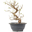 Carpinus coreana, 23 cm, ± 12 Jahre alt