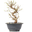 Carpinus coreana, 23 cm, ± 12 Jahre alt