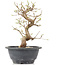 Carpinus coreana, 23 cm, ± 12 Jahre alt