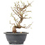 Carpinus coreana, 23 cm, ± 12 Jahre alt