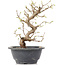 Carpinus coreana, 23 cm, ± 12 Jahre alt