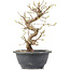 Carpinus coreana, 23 cm, ± 12 Jahre alt