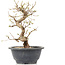 Carpinus coreana, 23 cm, ± 12 Jahre alt