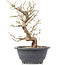 Carpinus coreana, 23 cm, ± 12 Jahre alt