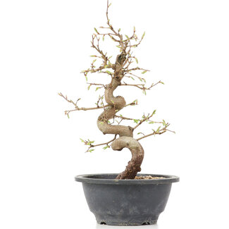 Carpinus coreana, 28 cm, ± 12 anni