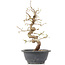 Carpinus coreana, 28 cm, ± 12 Jahre alt