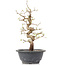 Carpinus coreana, 28 cm, ± 12 anni