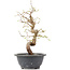 Carpinus coreana, 28 cm, ± 12 anni