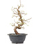 Carpinus coreana, 28 cm, ± 12 anni