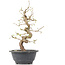 Carpinus coreana, 28 cm, ± 12 anni