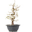 Carpinus coreana, 28 cm, ± 12 anni