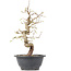 Carpinus coreana, 28 cm, ± 12 anni